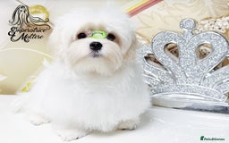 Maltese dogs for sale: Emperatrice Maltese-Korean Line Show Maltese KC Re - Advert 23