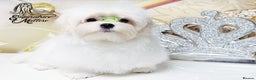 Maltese dogs for sale: Emperatrice Maltese-Korean Line Show Maltese KC Re - Advert 11