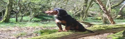 Cocker Spaniel dogs for stud: Health Tested Black & Tan W/Cocker Spaniel Stud in Totnes - Advert 11