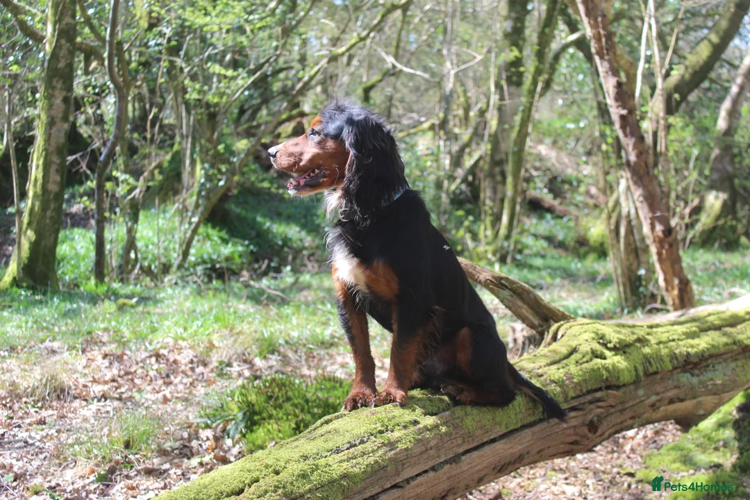 Cocker Spaniel dogs for stud: Health Tested Black & Tan W/Cocker Spaniel Stud in Totnes - Advert 11