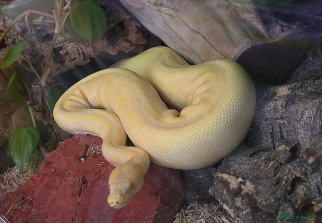 Python Snake reptiles for sale: Albino Enchi Royal Python (aka Ball Python) - Image 17