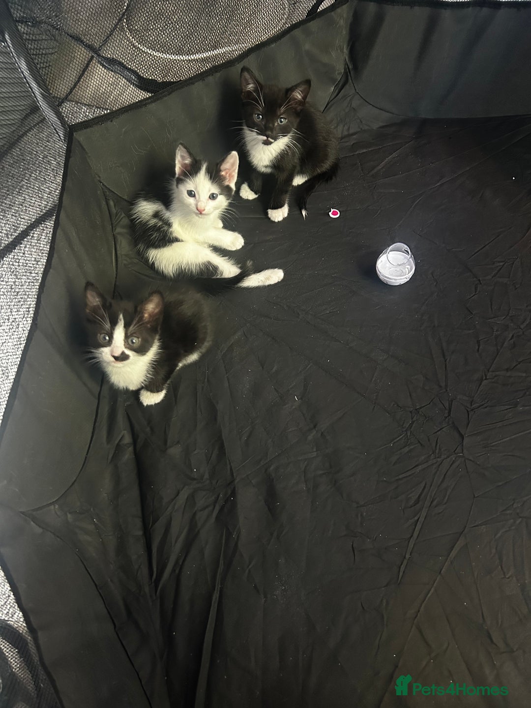 Mixed Breed cats for sale: 🐾 Kittens Ready for Their Forever Homes 🐾 - Image 5