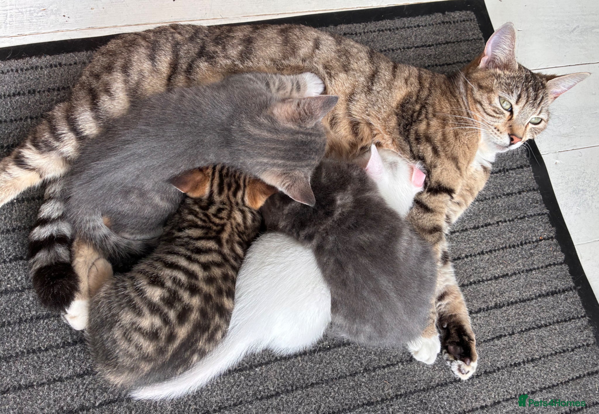 Mixed Breed cats for sale: Beautiful kittens, 1girl, 2 boys  - Advert 6