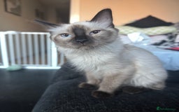 Ragdoll cats for sale: 6 month old chocolate seal point  - Image 4