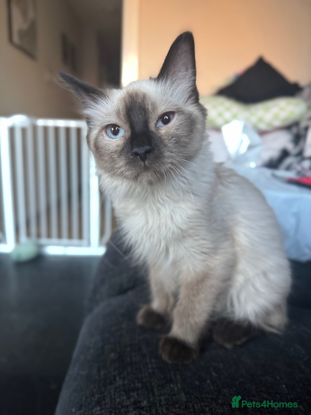 Ragdoll cats for sale: 6 month old chocolate seal point  - Image 4