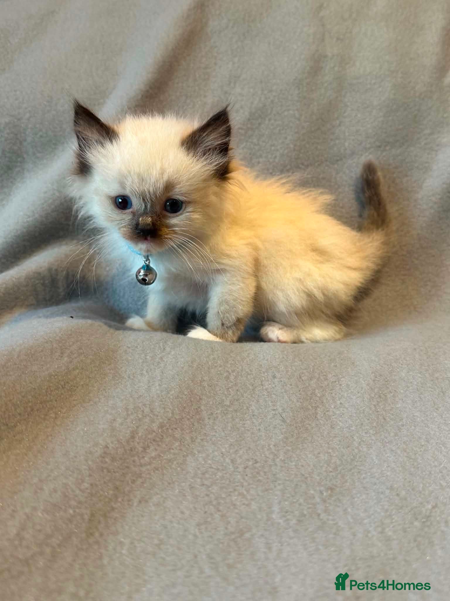 Ragdoll cats Gorgeous Ragdoll Kittens - Advert 2