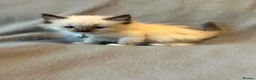 Ragdoll cats for sale: Gorgeous Ragdoll Kittens - Advert 1