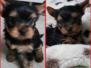 Yorkshire Terrier dogs Kc.reg.Yorkshire Terrier.Puppies ready for pickup - Advert 6