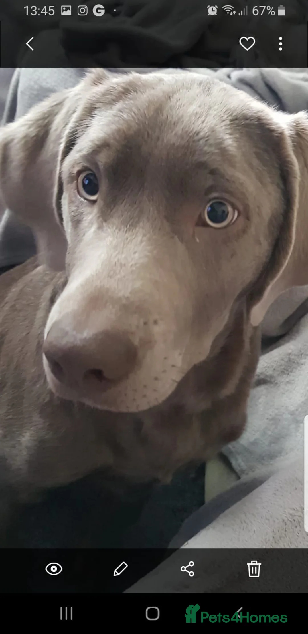 Labrador Retriever dogs for sale: Silver labrador  - Advert 5