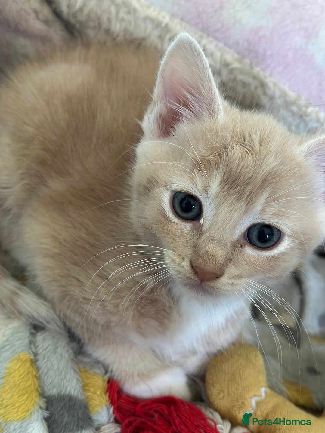 Mixed Breed cats for sale: Two beautiful kittens  - Image 4