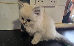 Ragdoll cats for sale: Ragdoll Kittens For Sale - Image 8