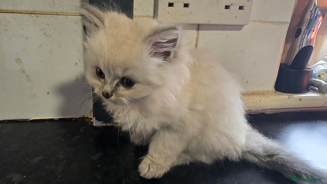 Ragdoll cats for sale: Ragdoll Kittens For Sale - Image 8