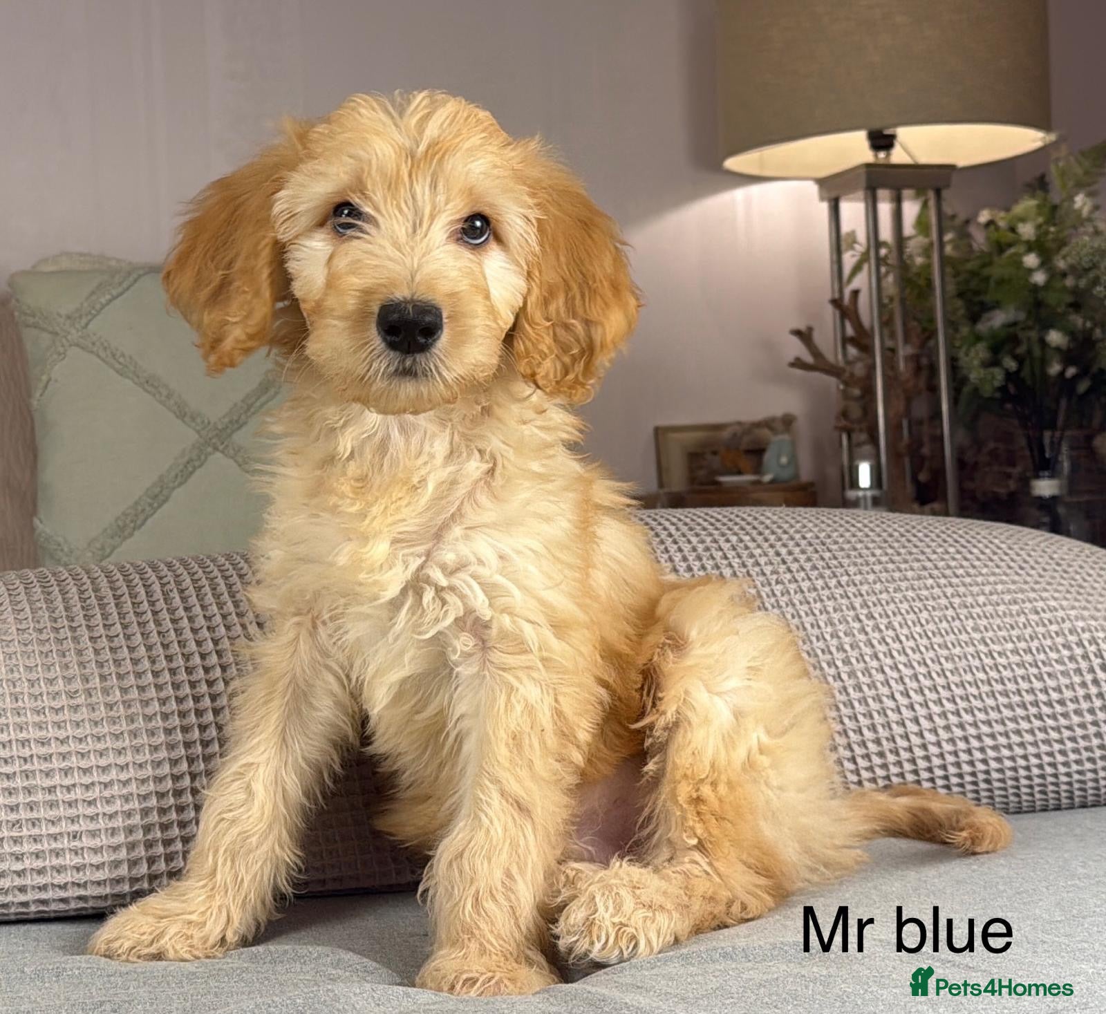 Goldendoodle dogs BEAUTIFUL HEALTHY LOVING PUPPIES  - Advert 2