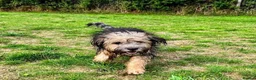 Mixed Breed dogs for adoption: FELIX – 6 MONTHS OLD, ADORABLE BOY PUPPY in Kettering - Advert 7