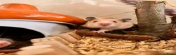 Hamster rodents for sale: Syrian hamster babies in Andover - Advert 10