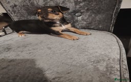 Jack Russell dogs for sale: Jack Russell pups  - Image 8
