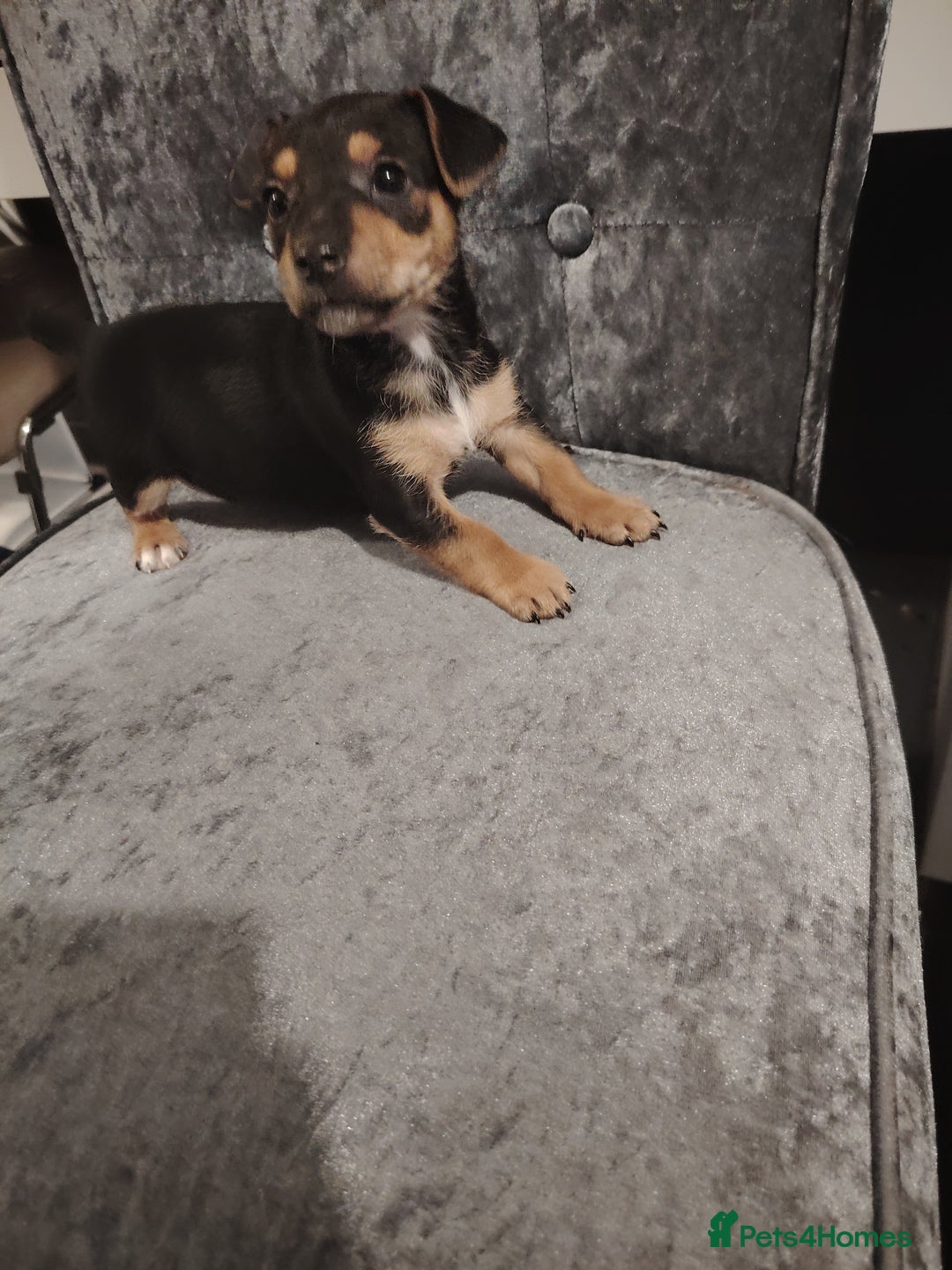 Jack Russell dogs for sale: Jack Russell pups  - Image 8