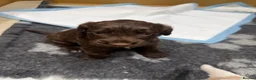 Cocker Spaniel dogs for sale: Working cocker Spaniels  - Advert 7