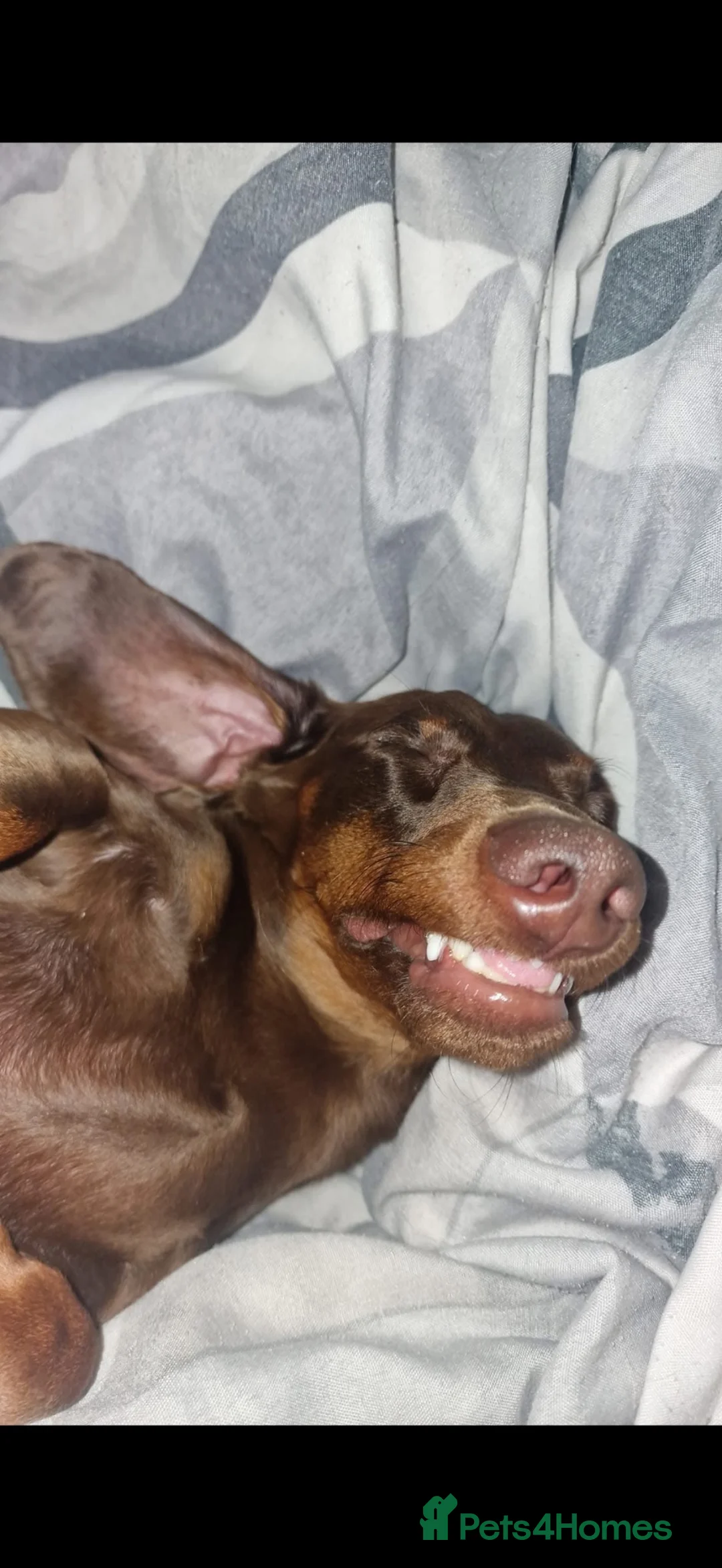 Miniature Dachshund dogs for sale: Male & female dachshund  - Advert 6