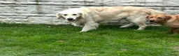 Goldador dogs for sale: Beautiful goldadors - Advert 3