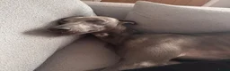 Whippet dogs for sale: Male blue whippet 1 year - Advert 4