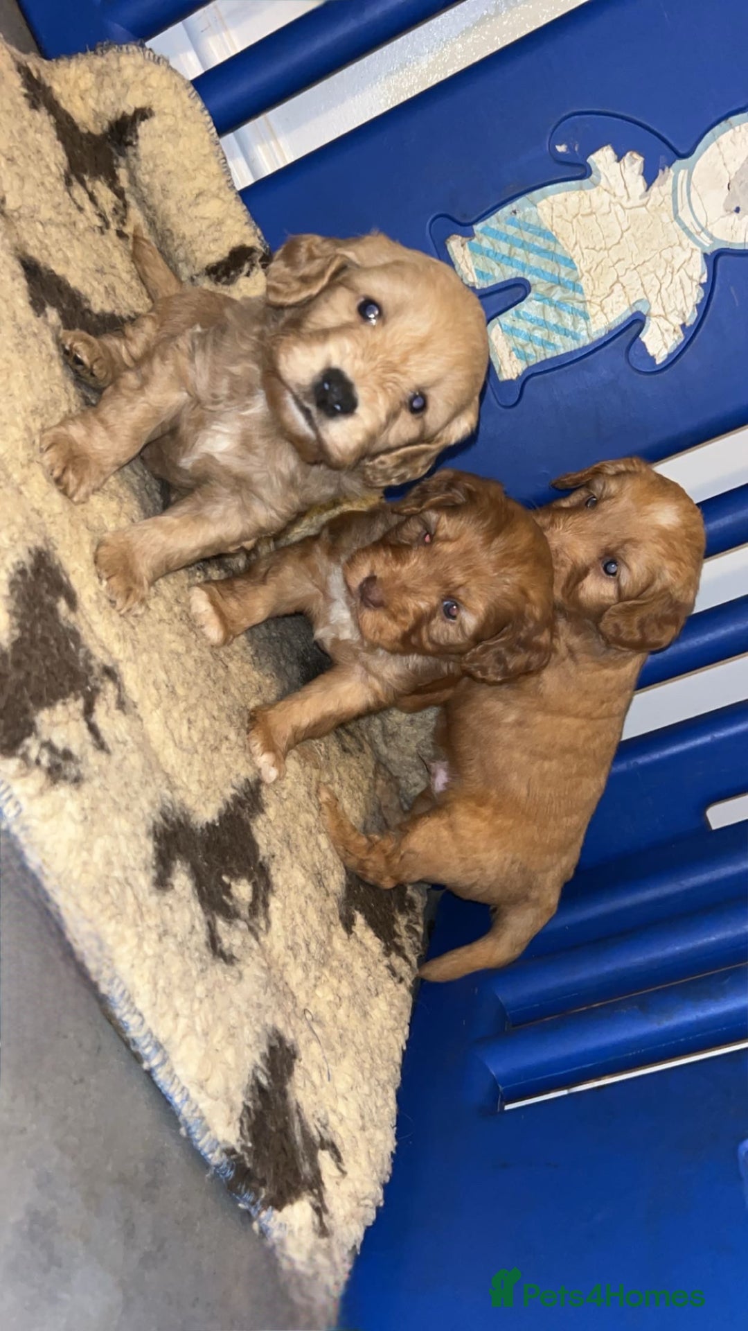 Cockapoo dogs for sale: Cockapoo puppies - Image 2