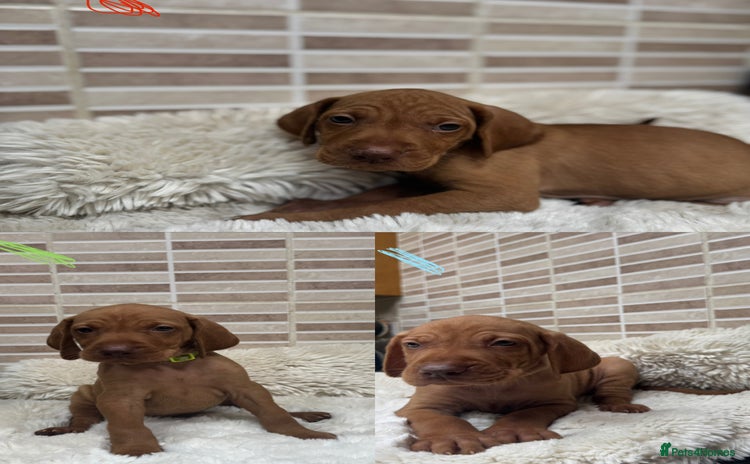 Hungarian Vizsla dogs - Advert 1