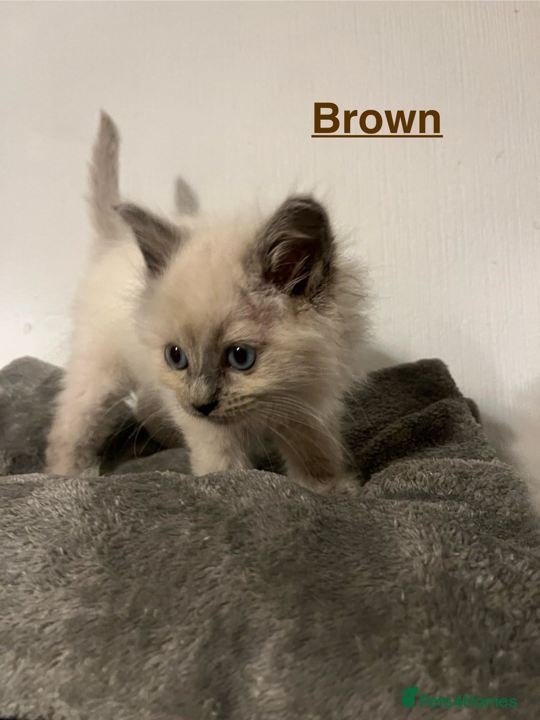 Ragdoll cats for sale: 5 Gorgeous TICA Ragdoll Kittens - Image 24