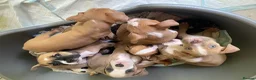 Mixed Breed dogs for sale: Family Raised Bulldog x Boxer Puppies Ready :))) in Bideford - Advert 3