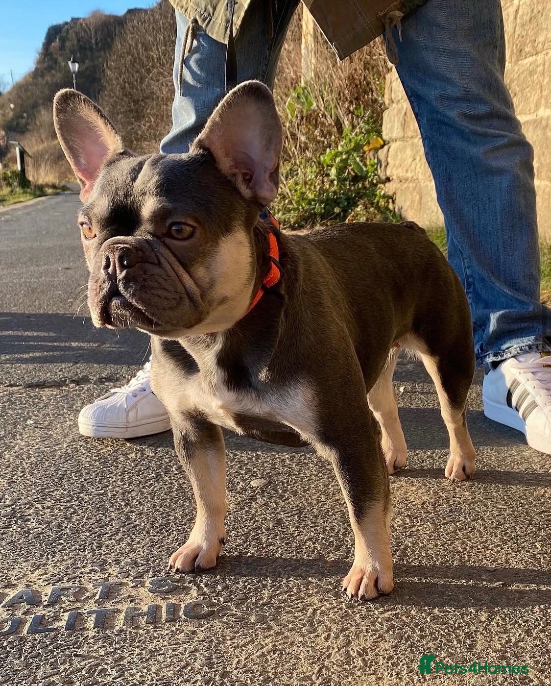 French Bulldog dogs HEALTH TESTED QUALITY FRENCH BULLDOG PUPPIES - Advert 2