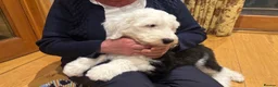 Old English Sheepdog dogs for sale: Kennel Club Registered Old English Sheepdog Pups - Advert 4