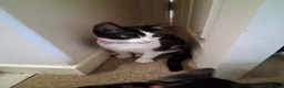 Domestic Shorthair cats for sale: Tuxedo male female in Shrewsbury - Advert 5