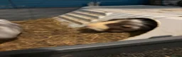 Guinea Pig rodents for sale: guinea pigs  - Advert 6