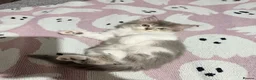 Mixed Breed cats for sale: Beautiful litter of long hair fluffy kitten  - Advert 10