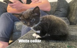 Mixed Breed cats for sale: Calico Kittens  - Image 6