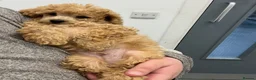 Toy Poodle dogs for sale: Apricot kc male toy poodle  in Stockton-on-Tees - Advert 2