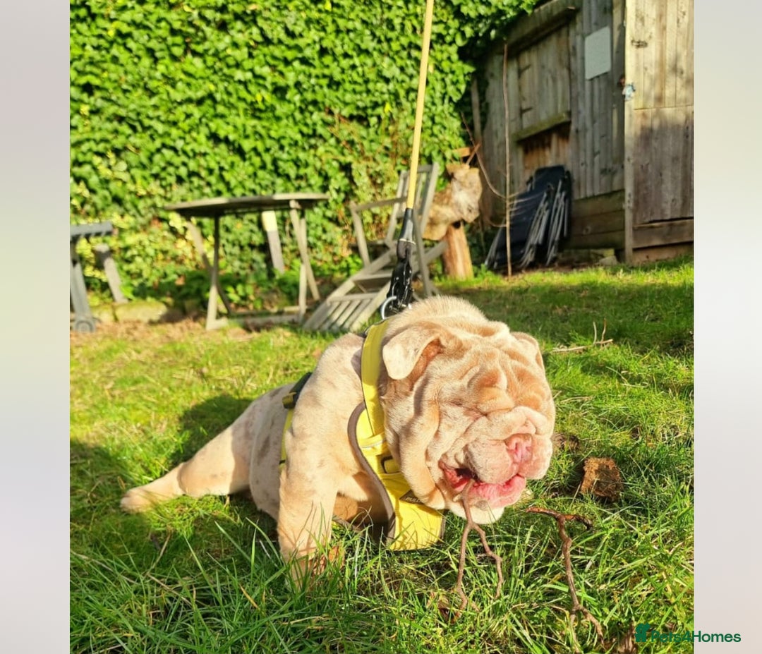 English Bulldog dogs for sale: Beautiful male bulldog  - Advert 3