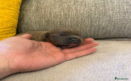 Staffordshire Bull Terrier dogs for sale: 7 BEAUTIFUL STAFFY PUPS SIRED BY CH FIGO - Image 1