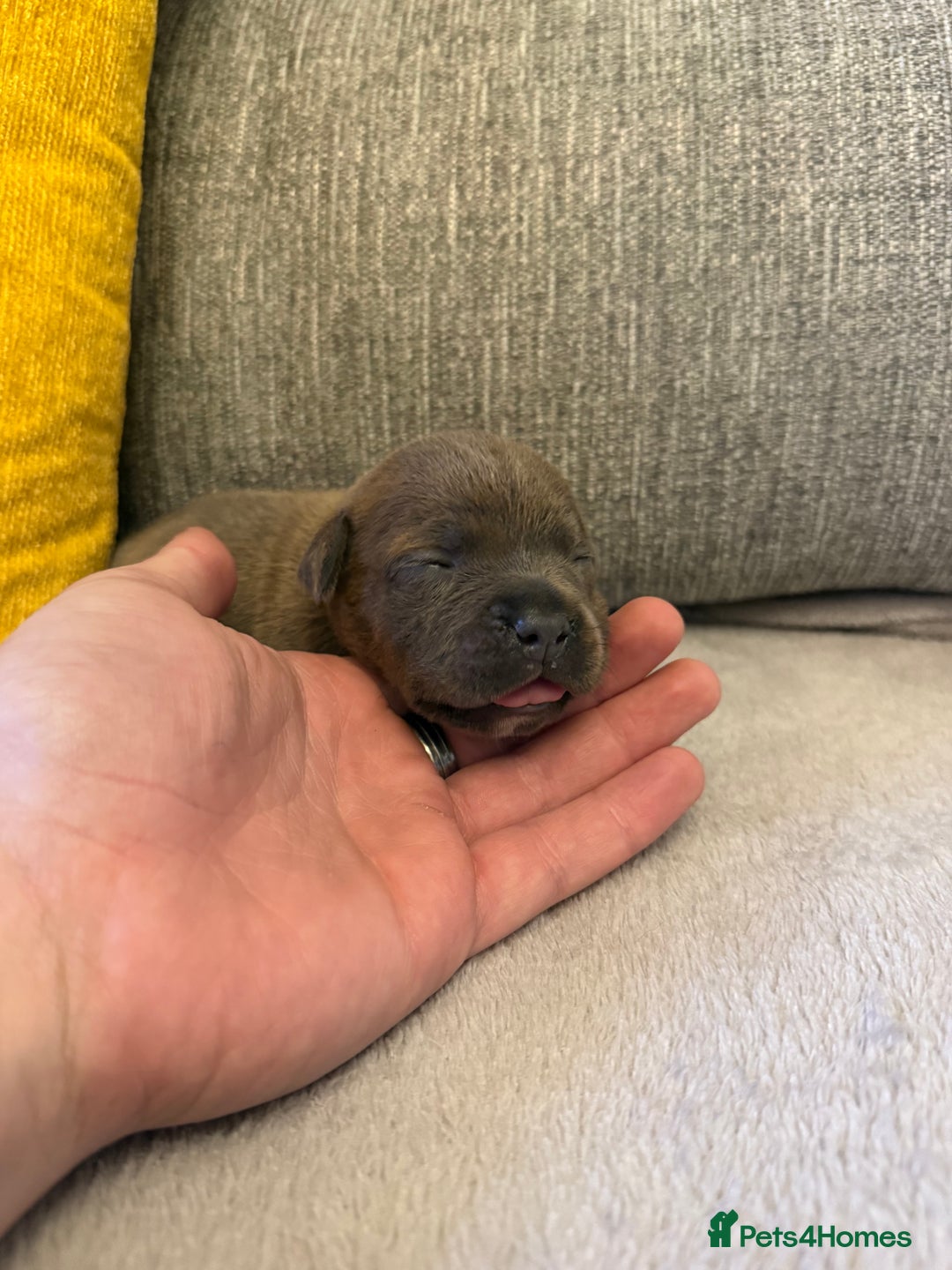 Staffordshire Bull Terrier dogs for sale: 7 BEAUTIFUL STAFFY PUPS SIRED BY CH FIGO - Image 1