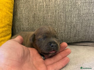 Staffordshire Bull Terrier dogs - Advert 19