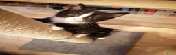 Mixed Breed cats for sale: 4 beautiful tuxedo kittens - Advert 20