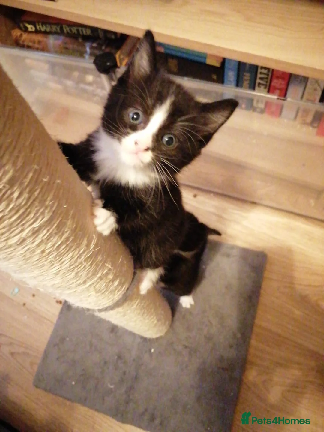 Mixed Breed cats for sale: 4 beautiful tuxedo kittens - Advert 20