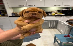 Dogue De Bordeaux dogs for sale: Dogue De Bordauex Puppies for sale - Image 8