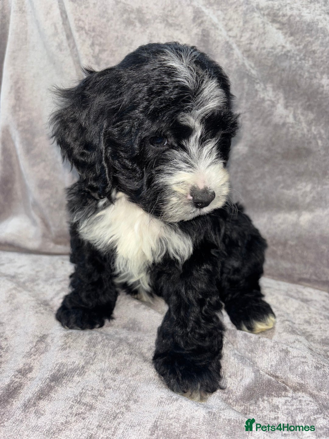 Cockapoo dogs for sale: Gorgeous Cockapoo Puppies  - Advert 16