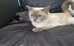Ragdoll cats for sale: Ragrex kittens for sale  - Image 5