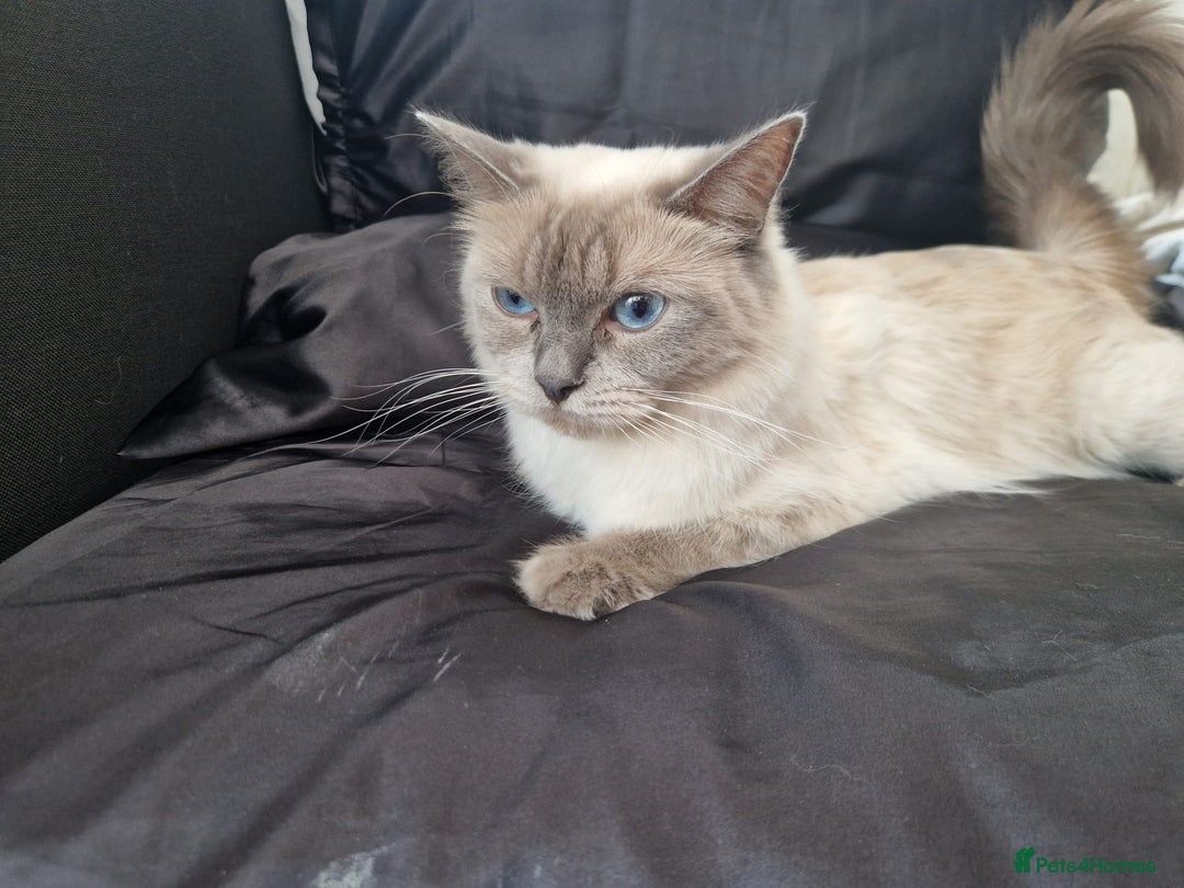 Ragdoll cats for sale: Ragrex kittens for sale  - Image 5
