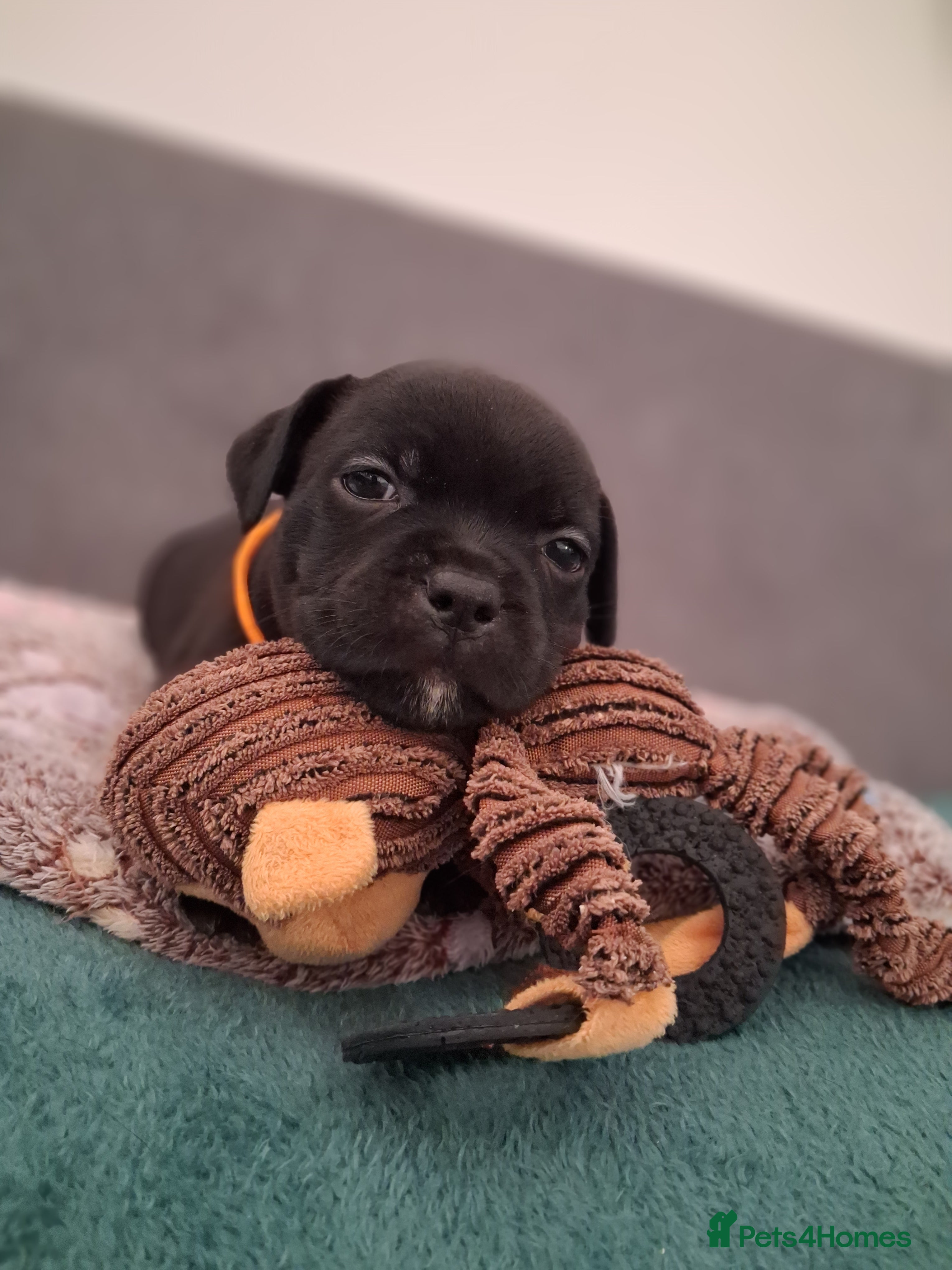 Staffordshire Bull Terrier dogs Show quality Staffordshire Bull Terrier - Advert 16