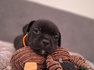 Staffordshire Bull Terrier dogs Show quality Staffordshire Bull Terrier - Advert 6