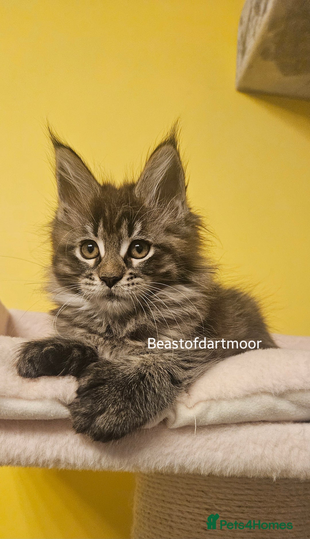 Maine Coon cats for sale: TICA Registered Maine Coon Kittens  - Advert 2