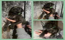 Cane Corso dogs for sale: Chunky blue cane corso pups - Image 3